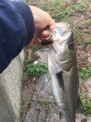 やっぱりSRクランク♪