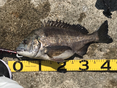 ラッキー！チヌ2枚！