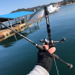 鯖祭り〜のプラッキング@福良漁港