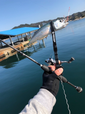 鯖祭り〜のプラッキング@福良漁港