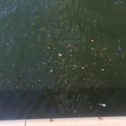 マイクロベイトパターン