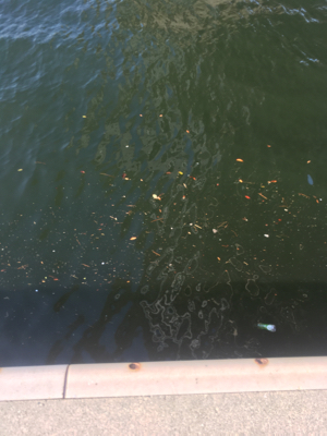 マイクロベイトパターン