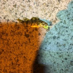 垂水漁港ナイトゲーム