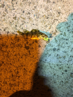 垂水漁港ナイトゲーム