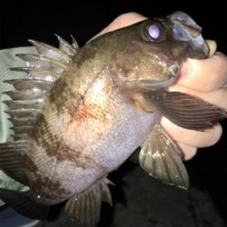 明石メバリング