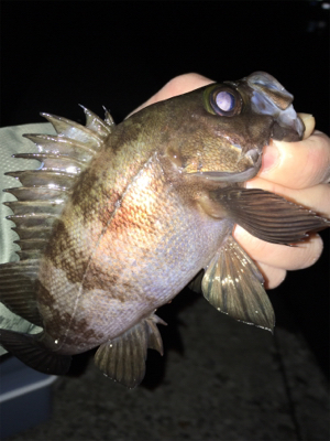 明石メバリング