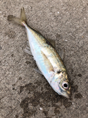 サビキ釣り！今日はファミリーフィッシング