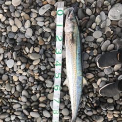 ショアからメーターサワラ