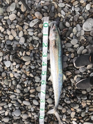 ショアからメーターサワラ