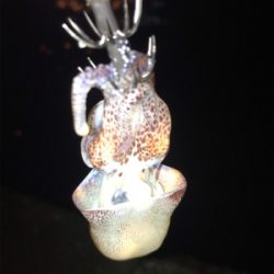 エギングで？？？