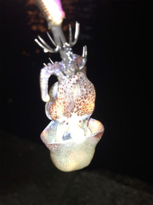 エギングで？？？