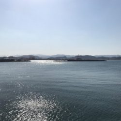 イワシまだ早かった