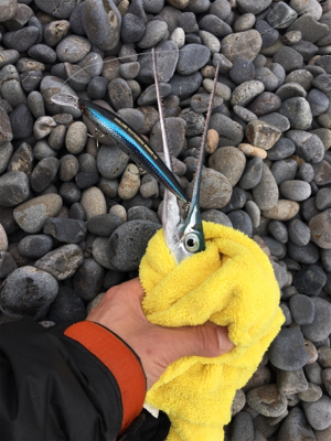 ショアプラッギング