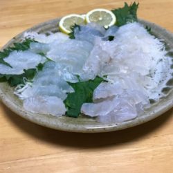 ヒラメ釣れました。