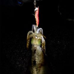 ヤリイカが食べたくて…