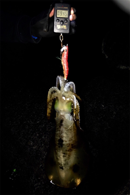 ヤリイカが食べたくて…