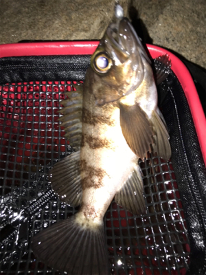 暴風釣りバカ❗️