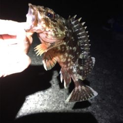 久しぶりに大漁（笑）