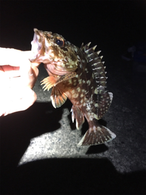 久しぶりに大漁（笑）