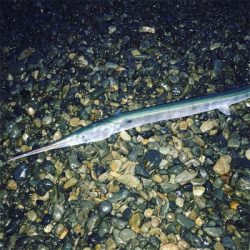 青物チャレンジ