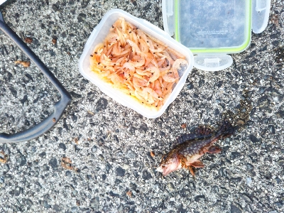 のっこみはまだのようです