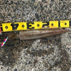 ショアジギングで