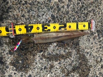 ショアジギングで