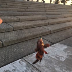 今年初ガシラ、アイナメゲット！