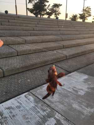 今年初ガシラ、アイナメゲット！