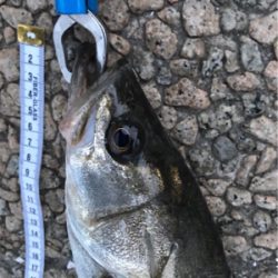 夕マズメ シーバス