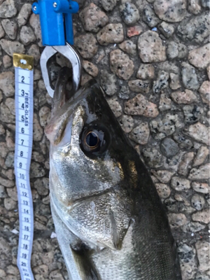 夕マズメ シーバス