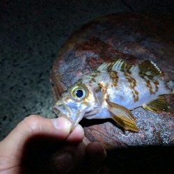 松江・多古のメバリング