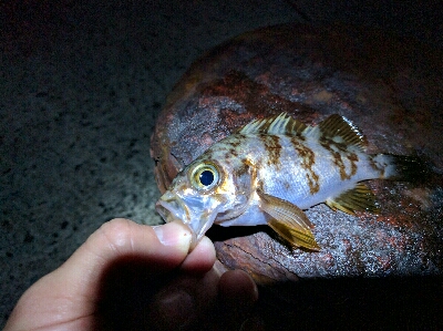 松江・多古のメバリング