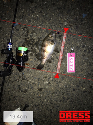 メバルプラッキング