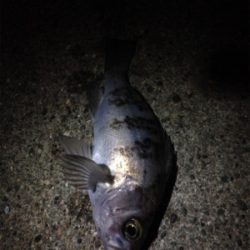 プラッキングも楽しめるシーズン！