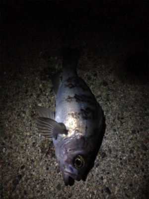 プラッキングも楽しめるシーズン！