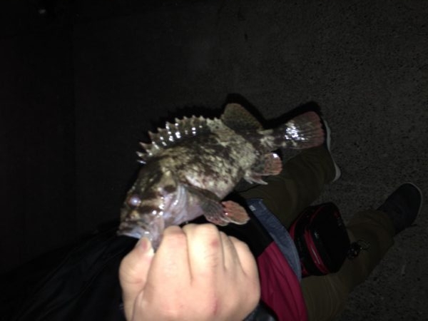 メバリングまあまあ