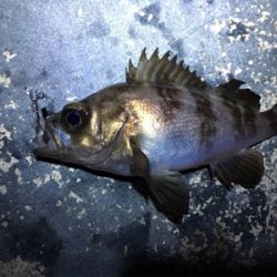 短時間でのメバリング