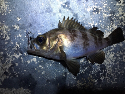 短時間でのメバリング