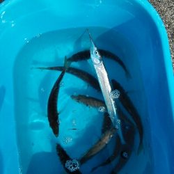 2018年3月25日釣行in呼子漁港