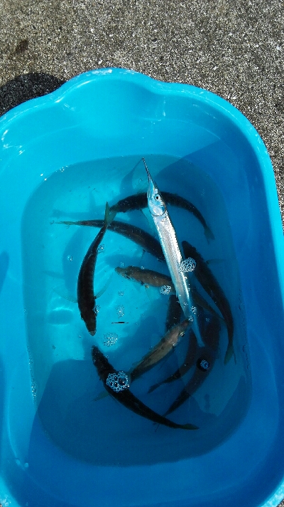 2018年3月25日釣行in呼子漁港