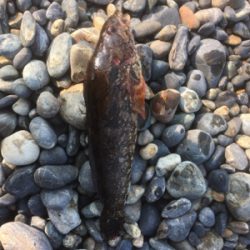 ぼうずはまのがれた