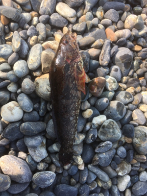 ぼうずはまのがれた