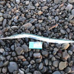 連敗ストッパー