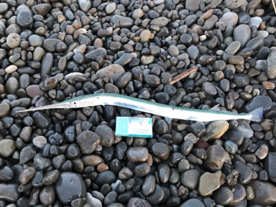 連敗ストッパー