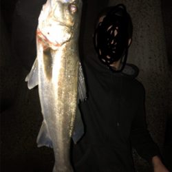 メバル狙いのはずが急遽シーバスに