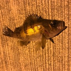 まだ春が来ない？