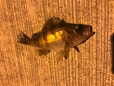 まだ春が来ない？