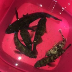 リリースサイズ数つり