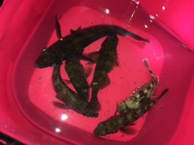 リリースサイズ数つり